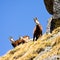 Chamois (Rupicapra Carpatica) in mountain High Tatras, Poland