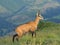 Chamois ( Rupicapra rupicapra)