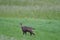 Chamois Rupicapra rupicapra goat antelope switzerland Jura Aargau