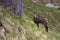 Chamois Rupicapra rupicapra in the Gran Paradiso National Park