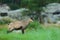 Chamois, Rupicapra rupicapra, in the green grass, grey rock in background, Gran Paradiso, Italy