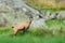 Chamois, Rupicapra rupicapra, in the green grass, grey rock in background, Gran Paradiso, Italy. Horned animal in the Alp. Wildlif