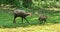 Chamois Rupicapra rupicapra. Karlsruhe, Germany