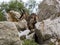 Chamois, Rupicapra rupicapra, lives high in the European Alps, climbing rocks well