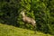 Chamois, Rupicapra rupicapra, in Nizke tatry mountain, Slovakia