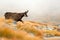 Chamois, Rupicapra rupicapra, on the rocky hill with autumn grass, mountain in Gran PAradiso, Italy. Wildlife scene in nature.