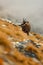 Chamois, Rupicapra rupicapra, on the rocky hill with autumn grass, mountain in Gran PAradiso, Italy. Wildlife scene in nature.