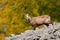 Chamois, Rupicapra rupicapra, in the stone hill, grey rock in background, Studenec hill, Czech Republic, Animal from Alp. Wildlife