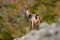 Chamois, Rupicapra rupicapra, in the stone hill, grey rock in background, Studenec hill, Czech Republic, Animal from Alp. Wildlife