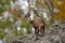 Chamois, Rupicapra rupicapra, in the stone hill, grey rock in background, Studenec hill, Czech Republic, Animal from Alp. Wildlife