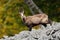 Chamois, Rupicapra rupicapra, on the stony hill, grey rock in foreground, Studenec hill, Czech Republic. Wildlife scene with anima