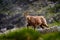 Chamois, Rupicapra rupicapra tatranica, on the rocky hill, stone in background, Vysoke Tatry NP, Slovakia. Wildlife scene with