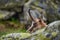 Chamois, Rupicapra rupicapra tatranica, on the rocky hill, stone in background, Vysoke Tatry NP, Slovakia. Wildlife scene with