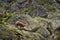 Chamois, Rupicapra rupicapra tatranica, on the rocky hill, stone in background, Vysoke Tatry NP, Slovakia. Wildlife scene with