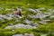 Chamois, Rupicapra rupicapra tatranica, on the rocky hill, stone in background, Vysoke Tatry NP, Slovakia. Wildlife scene with