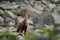 Chamois, Rupicapra rupicapra tatranica, on the rocky hill, stone in background, Vysoke Tatry NP, Slovakia. Wildlife scene with