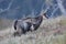 Chamois & x28;Rupicapra rupicapra& x29;  Vosges Mountains, France