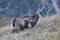 Chamois & x28;Rupicapra rupicapra& x29;  Vosges Mountains, France