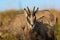 Chamois & x28;Rupicapra rupicapra& x29;  Vosges Mountains, France