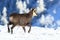 Chamois (Rupicapra rupicapra), winter Vosges Mountains, France