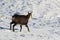 Chamois (Rupicapra rupicapra), winter Vosges Mountains, France