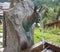 Chamois shaped mountain fountain in Val d`Aosta, Italy