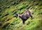 Chamois on a sloping hillside