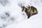 Chamois in the snow of the alps