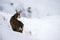 Chamois in the snow of the alps