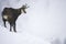 Chamois in the snow of the alps