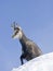 Chamois on a snow hill in winter