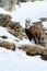 Chamois on snowy mountain