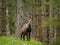 A chamois standing in a forest in the Austrian Alps