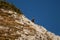 Chamois standing on rock, morning time