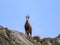 A chamois standing on rocks in the Austrian Alps