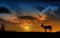 Chamois and sunset