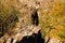 Chamois in the Vanoise Natl Park. French Alps