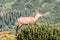 Chamois in Western Tatras mountains