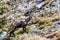 Chamois in Western Tatras mountains