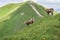 Chamois in the Western Tatras. Red Peaks area