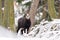 chamois in winter forest. Winter scene with horn animal. Rupicapra rupicapra.
