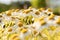 Chamomile Asteraceae in a field at sunset