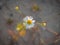 Chamomile on the background of cracked soil.