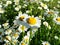 Chamomile on a background of glade of daisies.