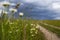 Chamomile on the background of a hurricane