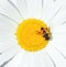 Chamomile and a bee close up. Camomile flower head. Summer floral background.