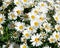 Chamomile blooming flowers. Daisies meadow.