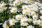 Chamomile blooming flowers. Daisies meadow.