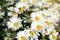 Chamomile blooming flowers. Daisies meadow.