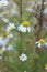 Chamomile blooming flowers for picking herbs